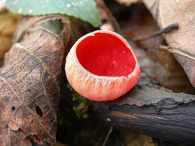 Nel  Regno  della  Jurana